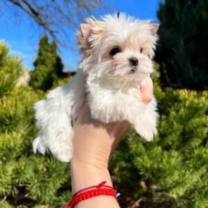 Charlie