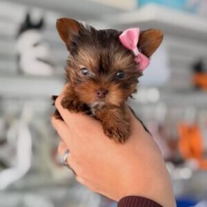 Daisy