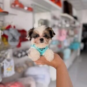 Prince