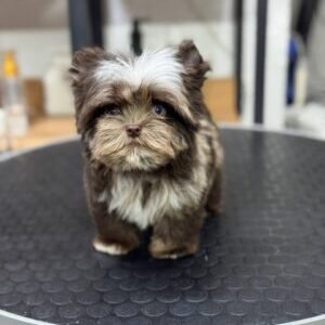 Teddy